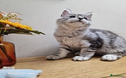 Maine Coon cats for sale: 🍁🍂Good females🏡🎯📣 - Image 4