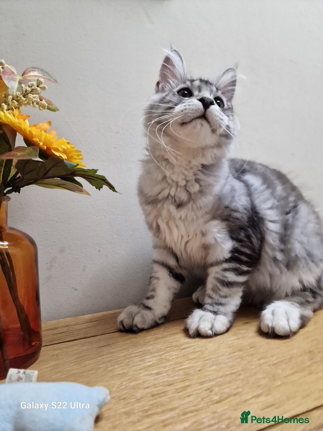 Maine Coon cats for sale: 🍁🍂Good females🏡🎯📣 - Image 4