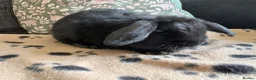 Mini Lop rabbits for sale: Mini lop, ready now  - Advert 2