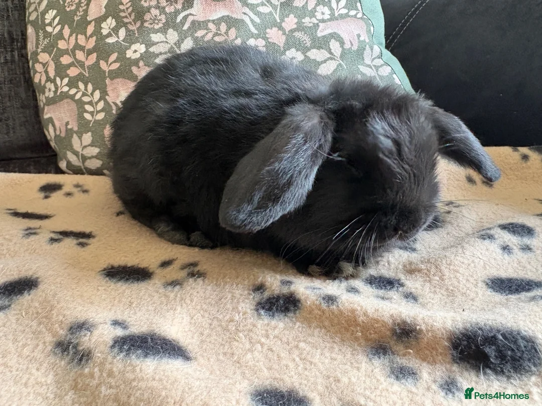 Mini Lop rabbits for sale: Mini lop, ready now  - Advert 2