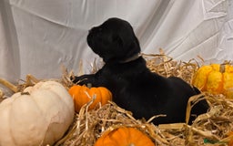 Mixed Breed dogs for sale: 12 beautiful puppies - Image 9