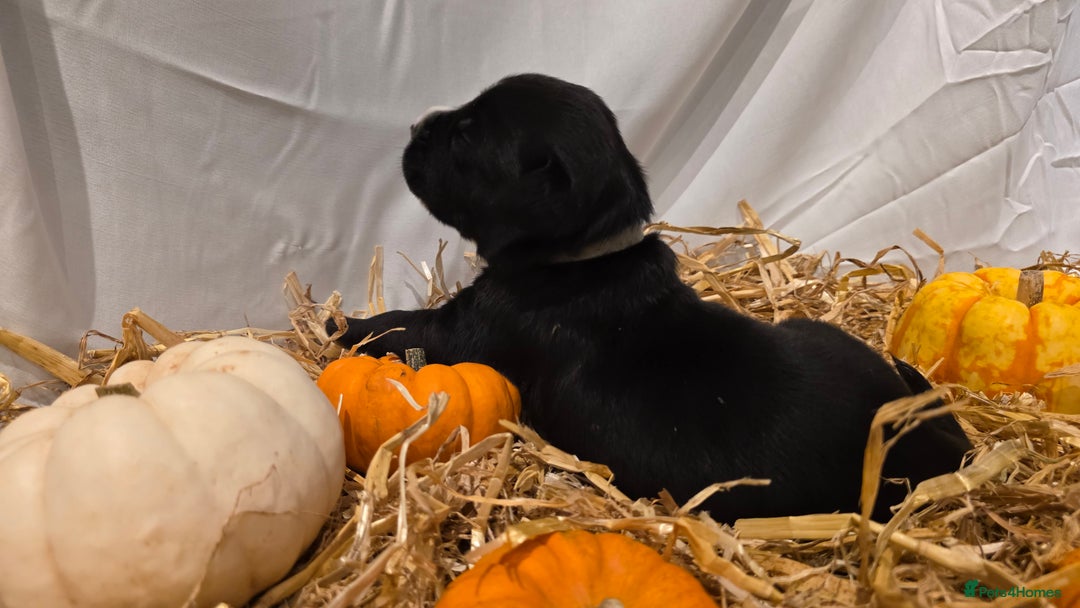Mixed Breed dogs for sale: 12 beautiful puppies - Image 9