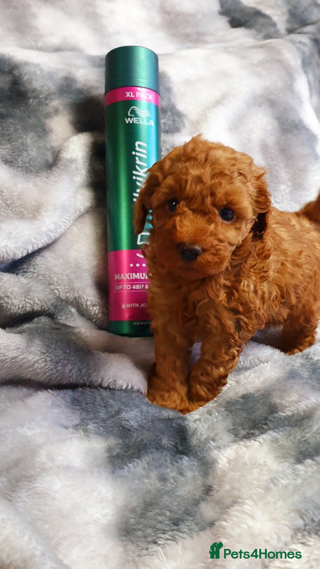 Toy Poodle dogs for sale: ASIAN CHAMPION lineage, KC registered Toy Poodles - Advert 22