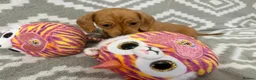 Miniature Dachshund dogs for sale: Beautiful Miniature Puppy Dachsung  - Advert 13