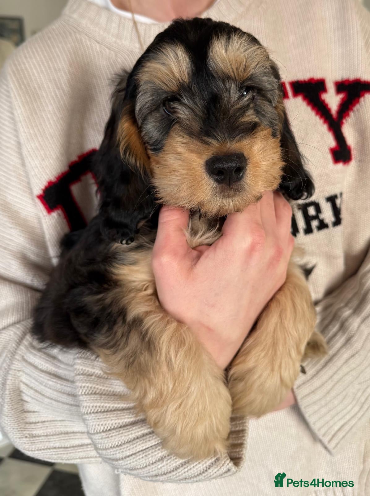 Cockapoo dogs * 1 PHANTOM F1 COCKAPOO BOY LEFT * - Advert 16