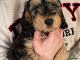 Cockapoo dogs * 1 PHANTOM F1 COCKAPOO BOY LEFT * - Advert 16