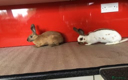 English Spot rabbits for sale: English Rabbits for sale  - Image 4