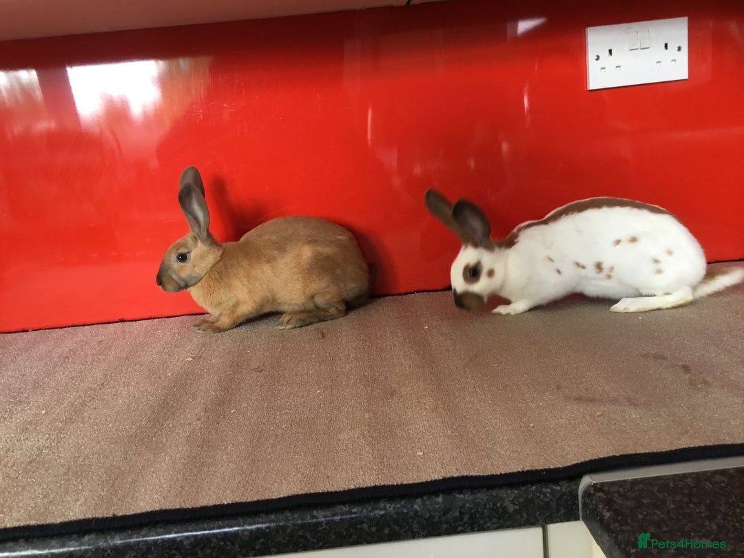 English Spot rabbits for sale: English Rabbits for sale  - Image 4