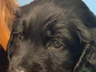 Cockapoo dogs Beautiful F1b cockapoos - Advert 14