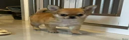 Chihuahua dogs for sale: 🩵 Stunning Long Coat Chihuahua Boy 🩵 - Advert 1