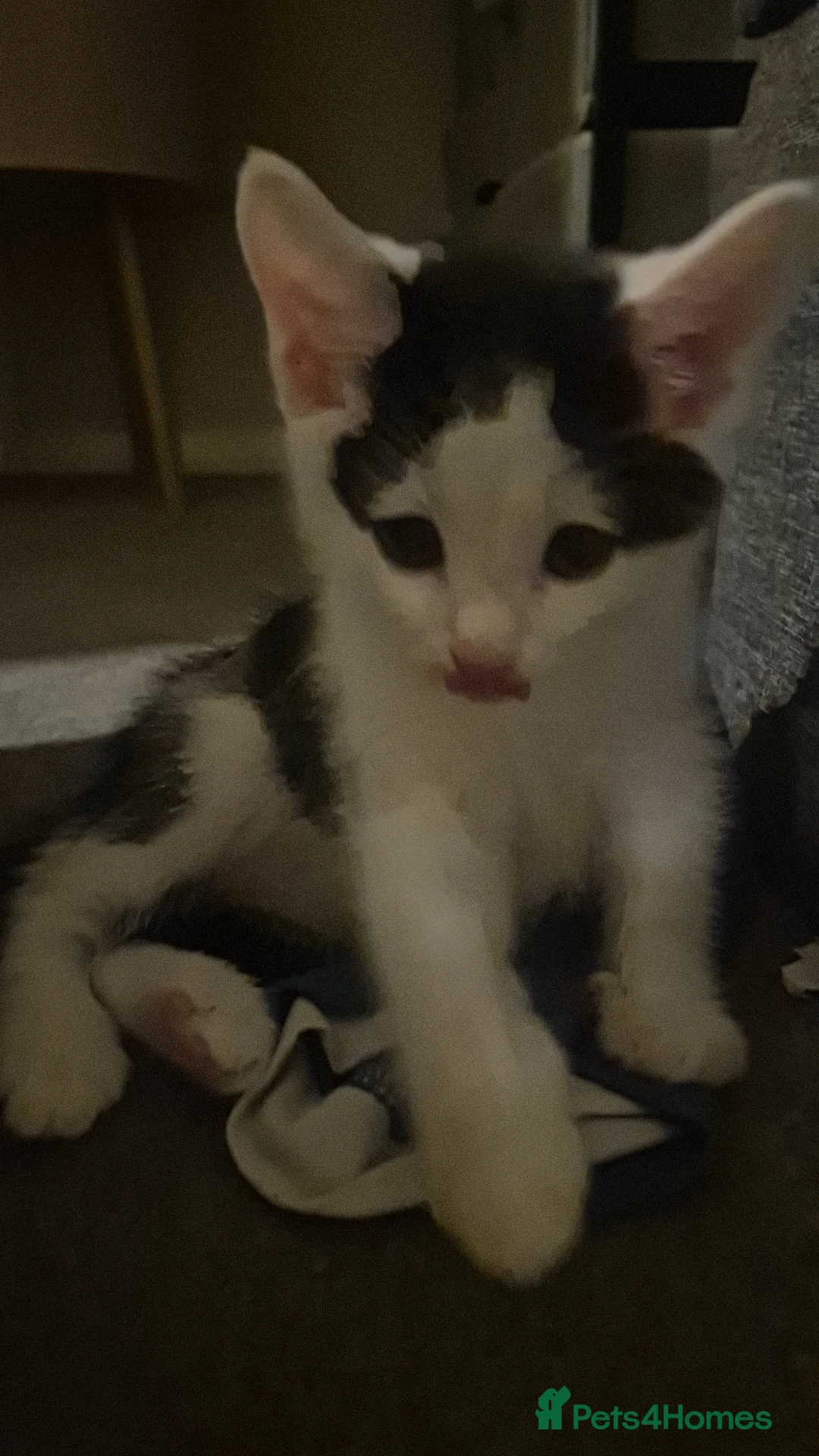 Domestic Shorthair cats for sale: 3 short hair 1 long hair domestic kittens  - Advert 3