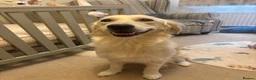 Golden Retriever dogs for sale: Golden Retriever 1 boy left 4 girls - Advert 2
