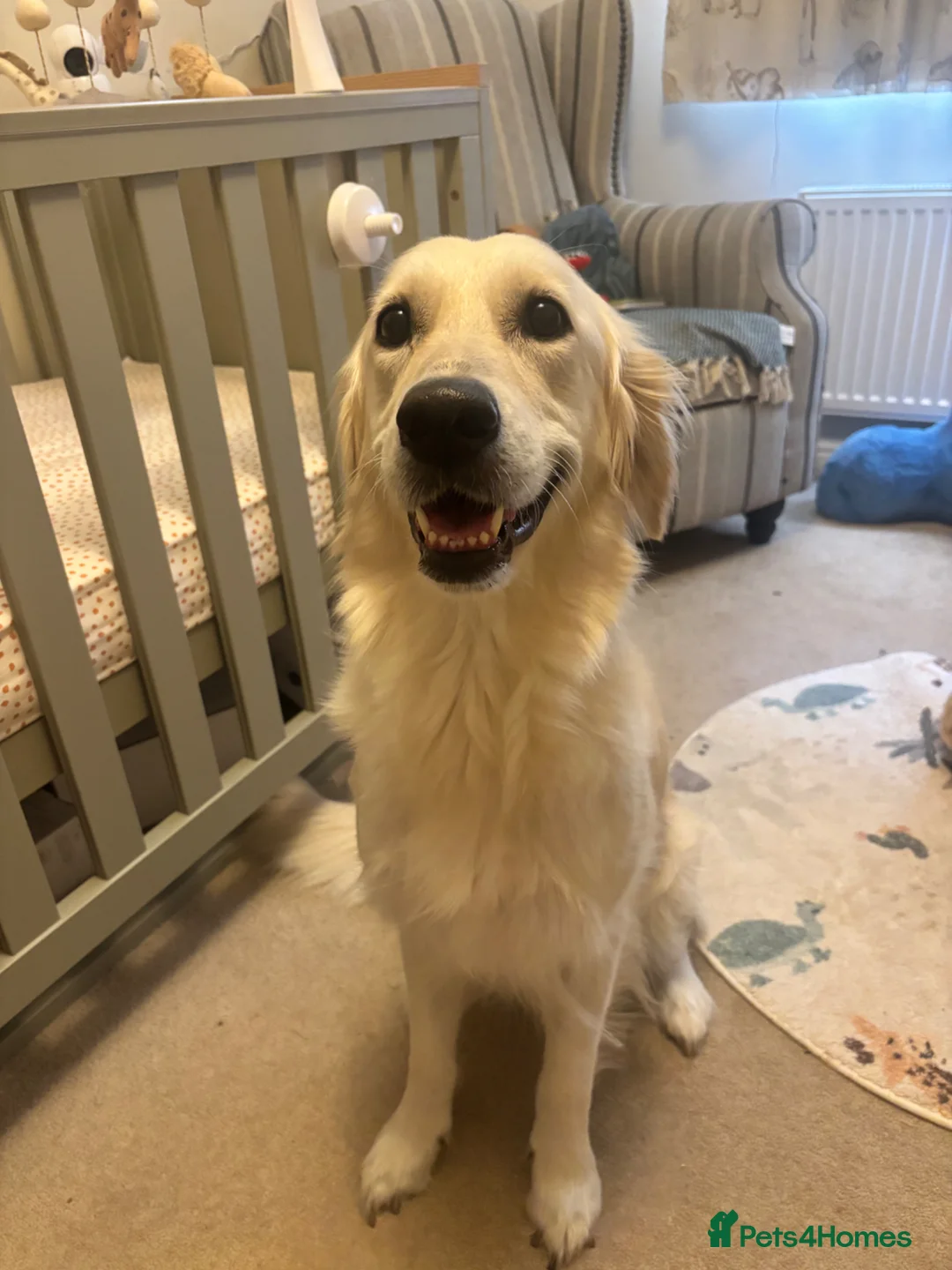 Golden Retriever dogs for sale: Golden Retriever 1 boy left 4 girls - Advert 2