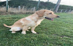 Golden Retriever dogs for sale: 7 months old Golden Retriever - Image 8