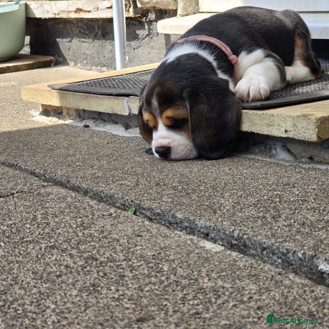 Beagle dogs for sale: 3 adorable beagle pups - Image 7