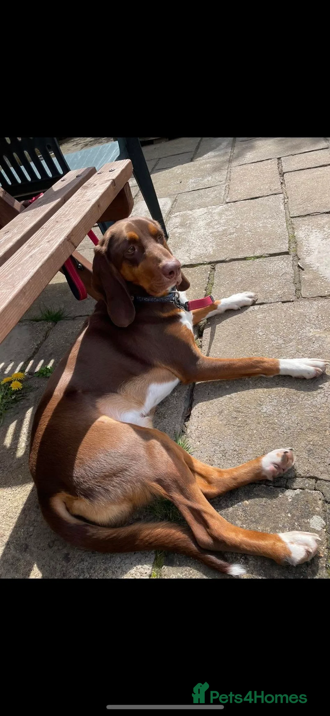 Mixed Breed dogs for adoption: Nacho - goofy Sabueso Hound for adoption - Advert 2