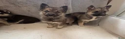 Shepsky dogs for sale: German shepherd cross husky puppy’s  - Advert 15