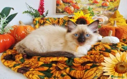 Ragdoll cats for sale: GCCF Ragdoll Kittens - Outstanding!  - Image 24