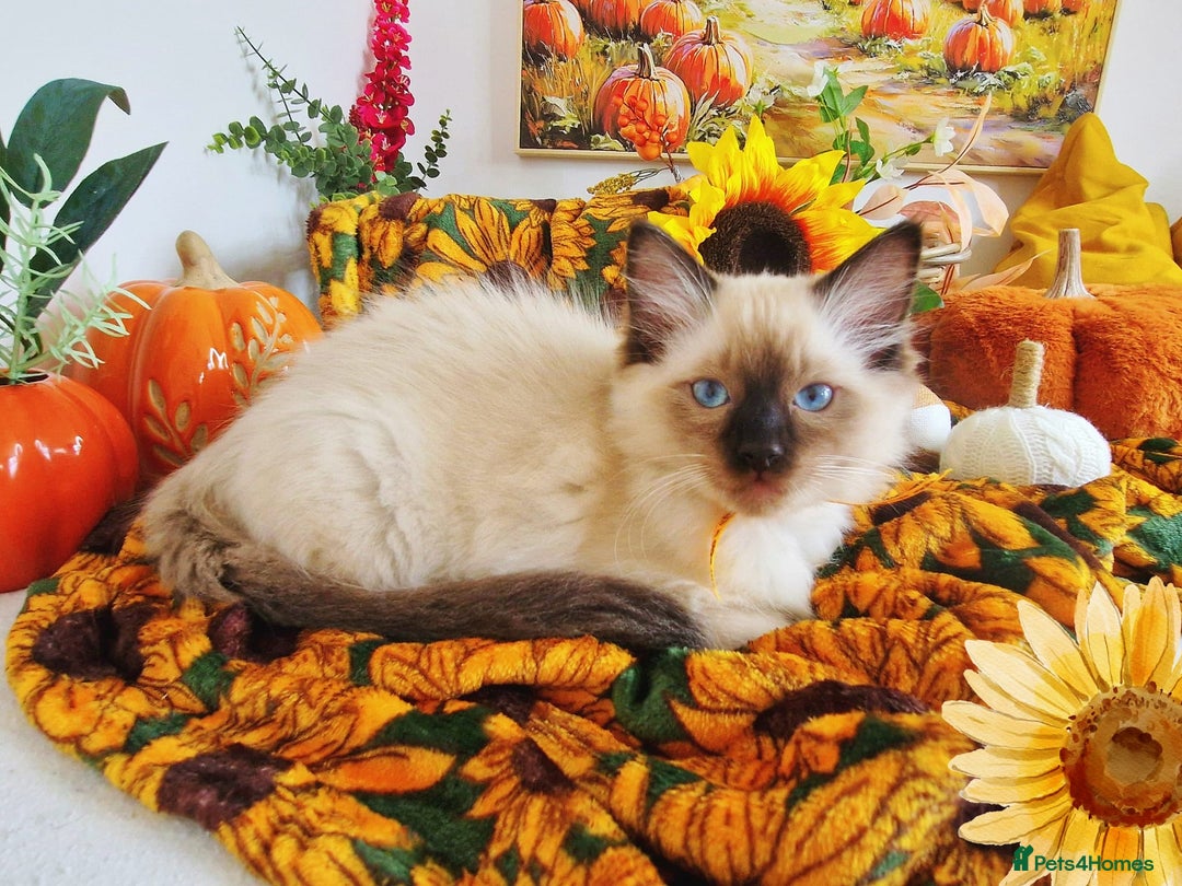 Ragdoll cats for sale: GCCF Ragdoll Kittens - Outstanding!  - Image 24