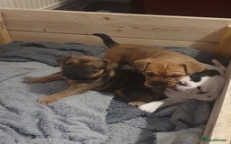 Mixed Breed dogs for sale: Oldtyme x french bulldogs - Image 7