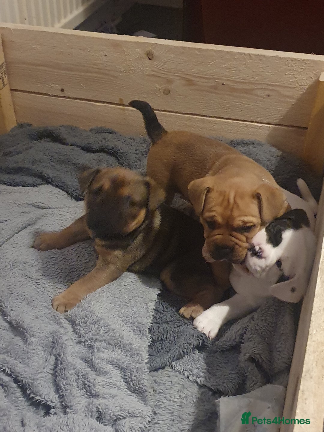 Mixed Breed dogs for sale: Oldtyme x french bulldogs - Image 7