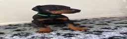Dobermann dogs for sale: 9 Doberman Puppies- Ready to leave 6th June - Advert 25