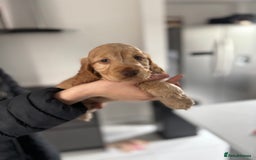 Cocker Spaniel dogs for sale: Show cocker spaniel puppies /ready to leave  - Image 21
