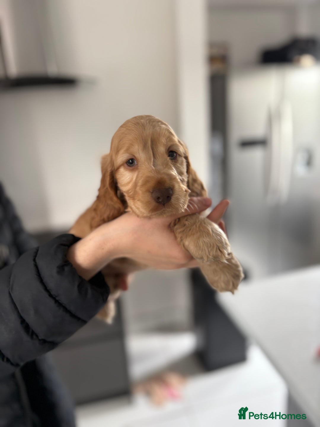 Cocker Spaniel dogs for sale: Show cocker spaniel puppies /ready to leave  - Image 21