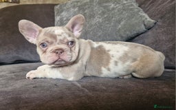 French Bulldog dogs for sale: Last 2 females dwkc frenchies - Image 18