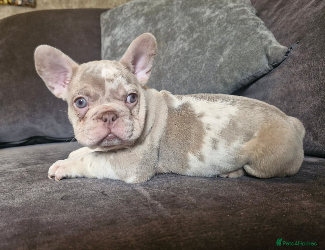 French Bulldog dogs for sale: Last 2 females dwkc frenchies - Image 18
