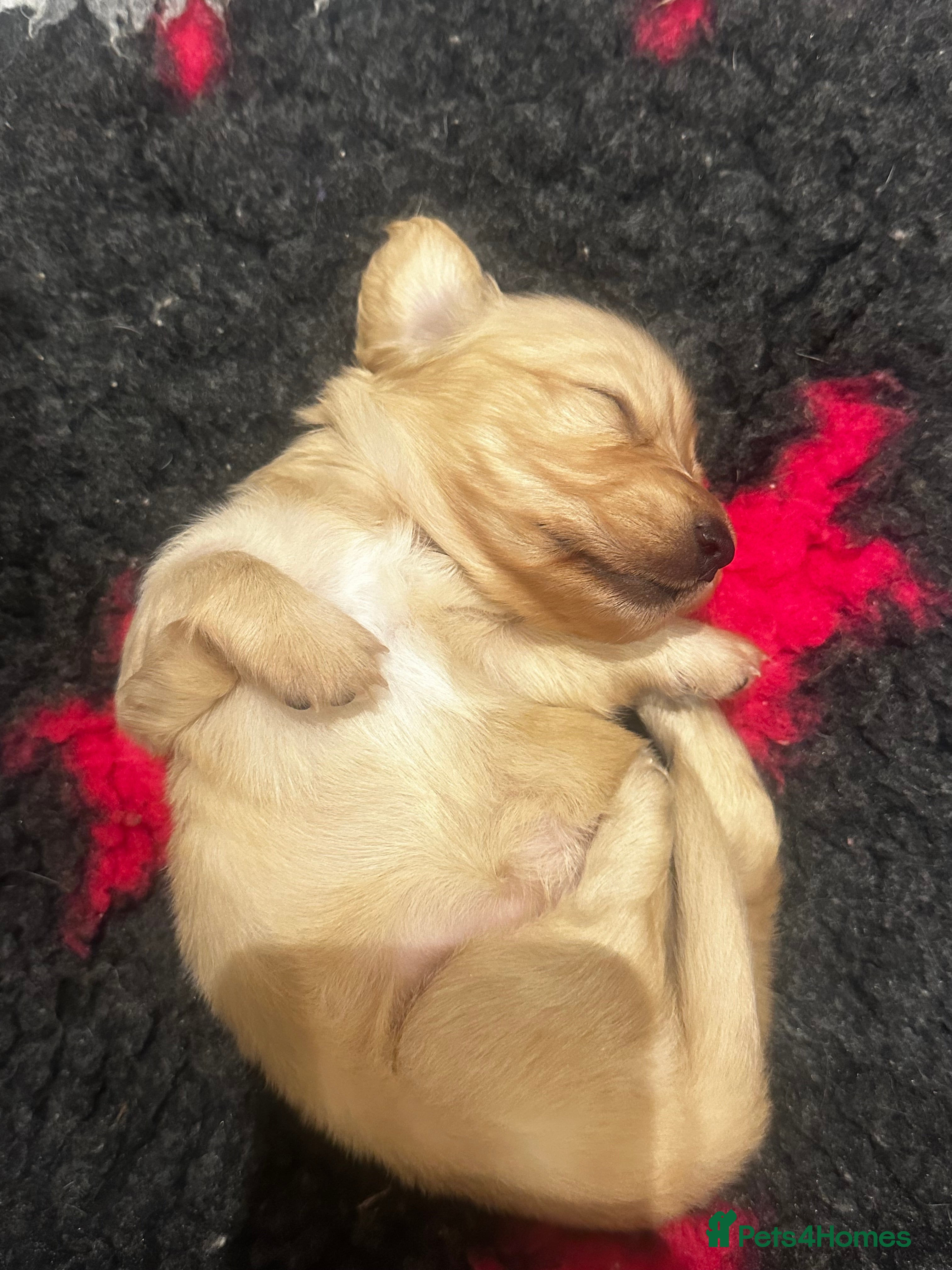 Miniature Dachshund dogs ⭐️⭐️⭐️⭐️⭐️ 5 star licensed breeder 1 cream girl  - Advert 18