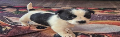Jack Russell Puppy 3