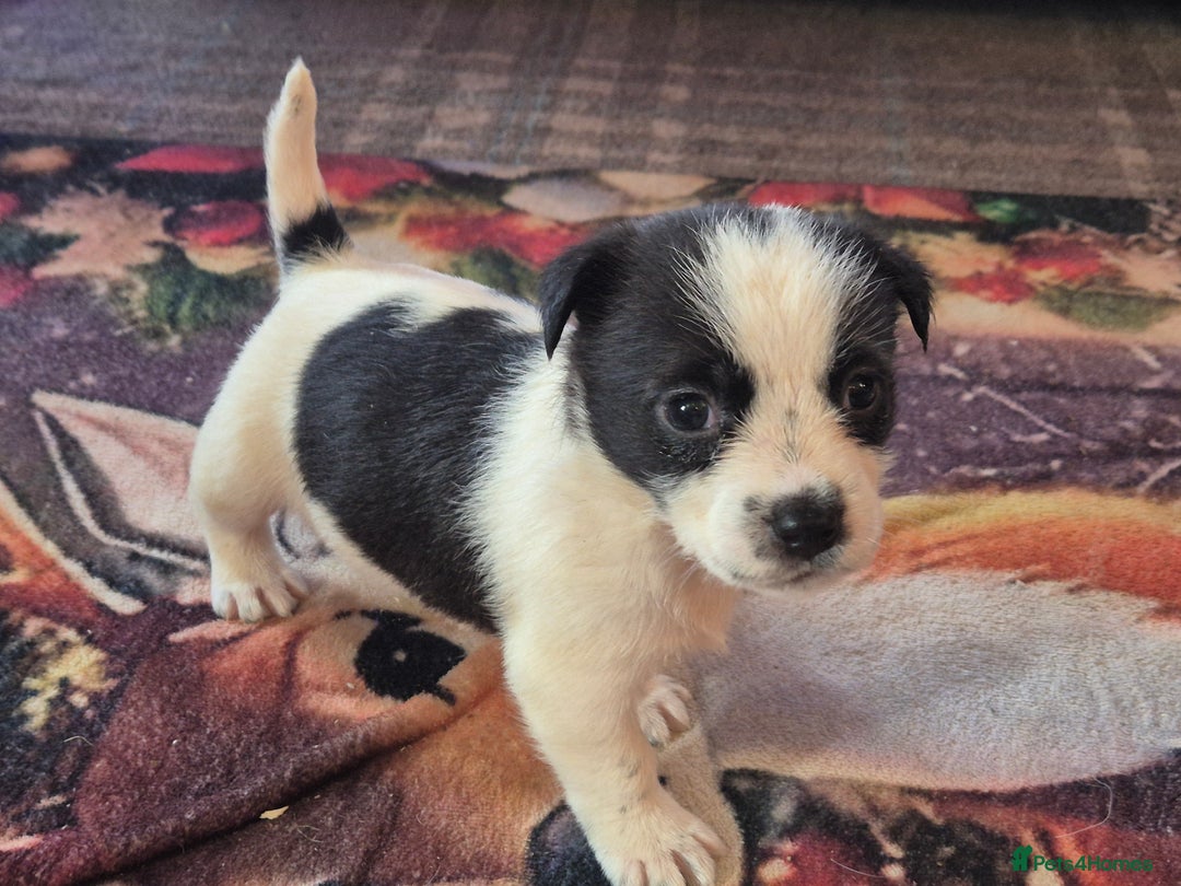 Jack Russell dogs for sale: Jack Russell pups  - Advert 17