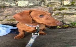 Miniature Dachshund dogs for sale: Beautiful red miniature daschund  - Image 2