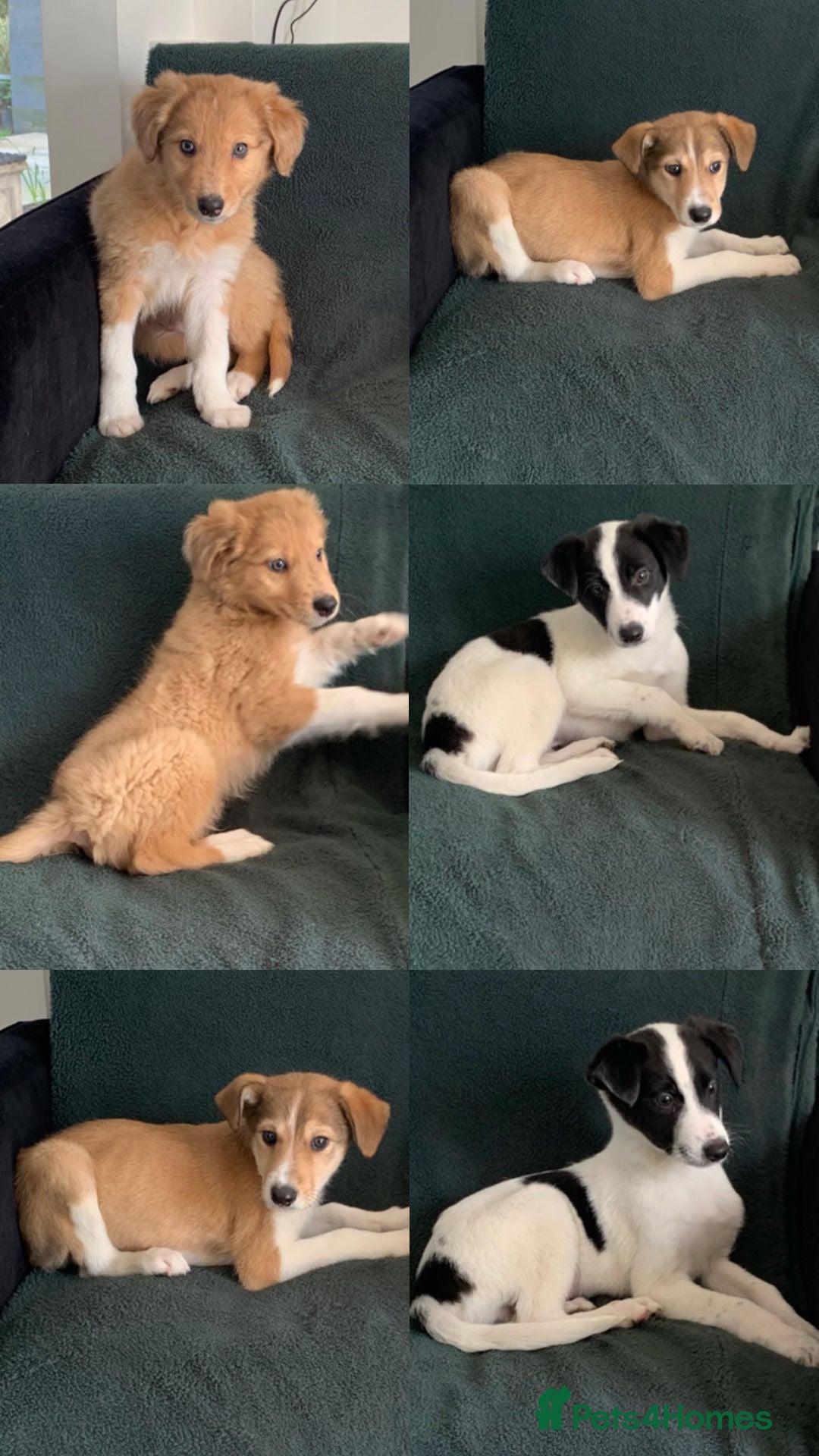 Mixed Breed dogs Old style Lurcher puppies - Ready now  - Advert 12