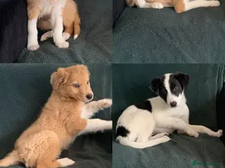 Mixed Breed dogs Old style Lurcher puppies - Ready now - Advert 12