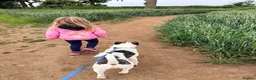 Mixed Breed dogs for sale: Max is looking for his forever home  - Advert 5