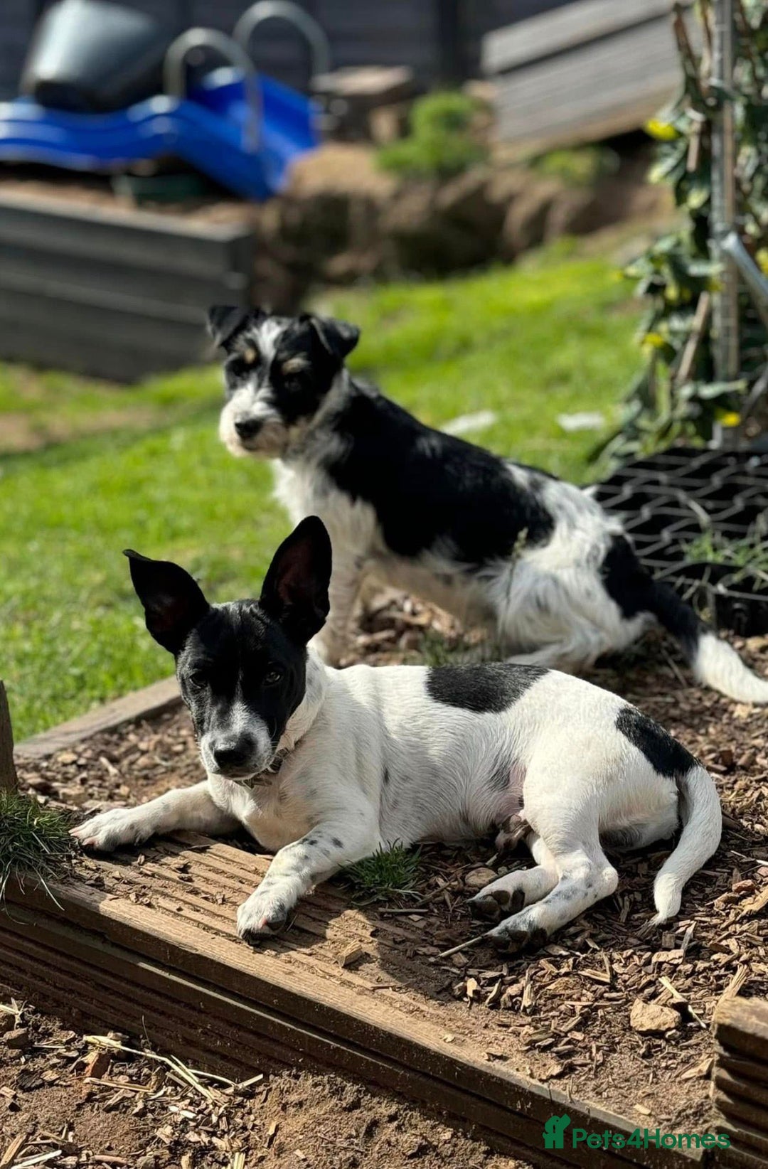 Mixed Breed dogs for sale: Cavalier King Charles Spaniel X Jack Russell - Advert 3