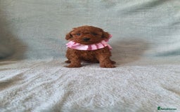 Toy Poodle dogs for sale: Red KC Toy Poodle small puppies - Image 14