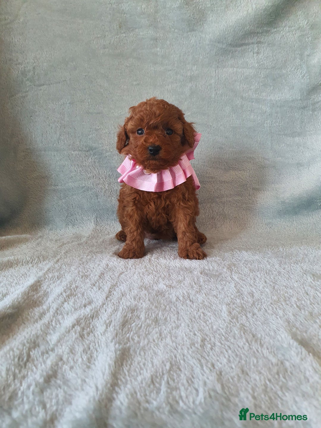 Toy Poodle dogs for sale: Red KC Toy Poodle small puppies - Image 14