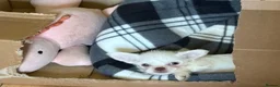 Mixed Breed dogs for sale: Super cute  chihuahua x  - Advert 5