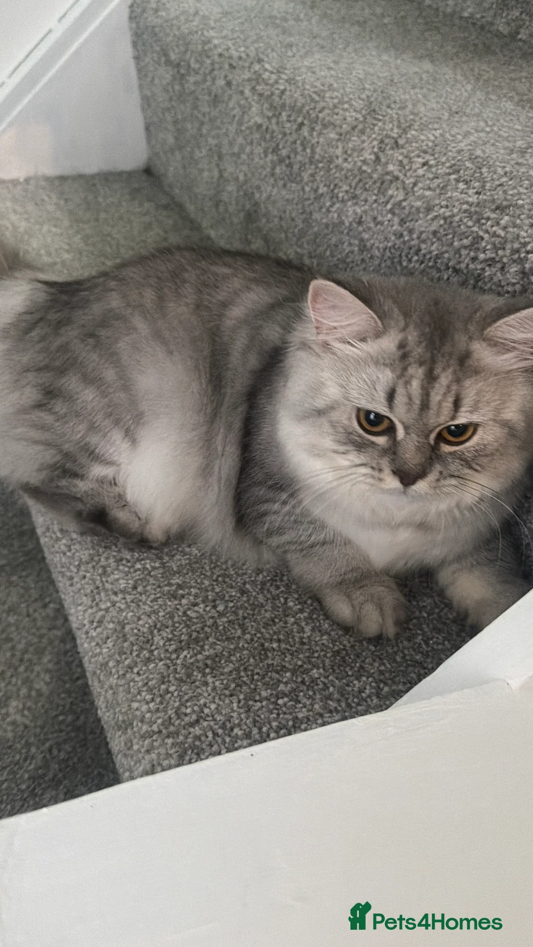 British Longhair cats for sale: British long hair in rugby - Advert 2