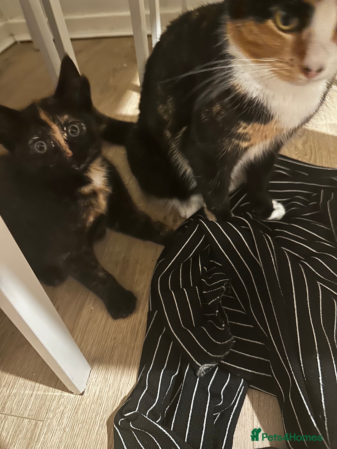 Domestic Shorthair cats for sale: Black tortie ready to go  - Advert 5