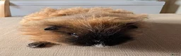 Guinea Pig rodents for sale: Texel and Alpaca boars looking for their 5*  home - Advert 2