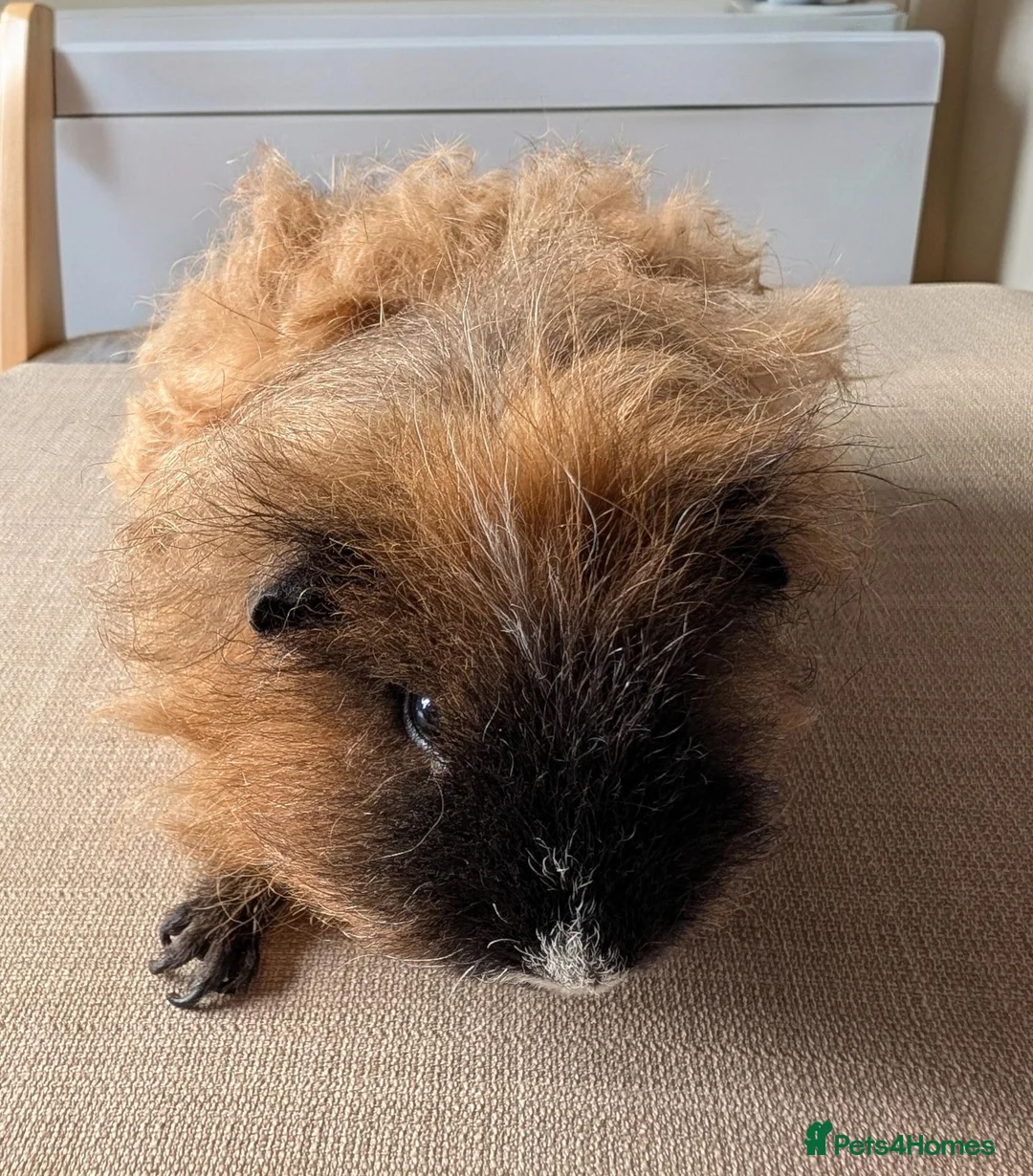 Guinea Pig rodents for sale: Texel and Alpaca boars looking for their 5*  home - Advert 2