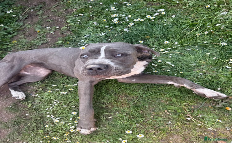 Cane Corso dogs - Advert 5