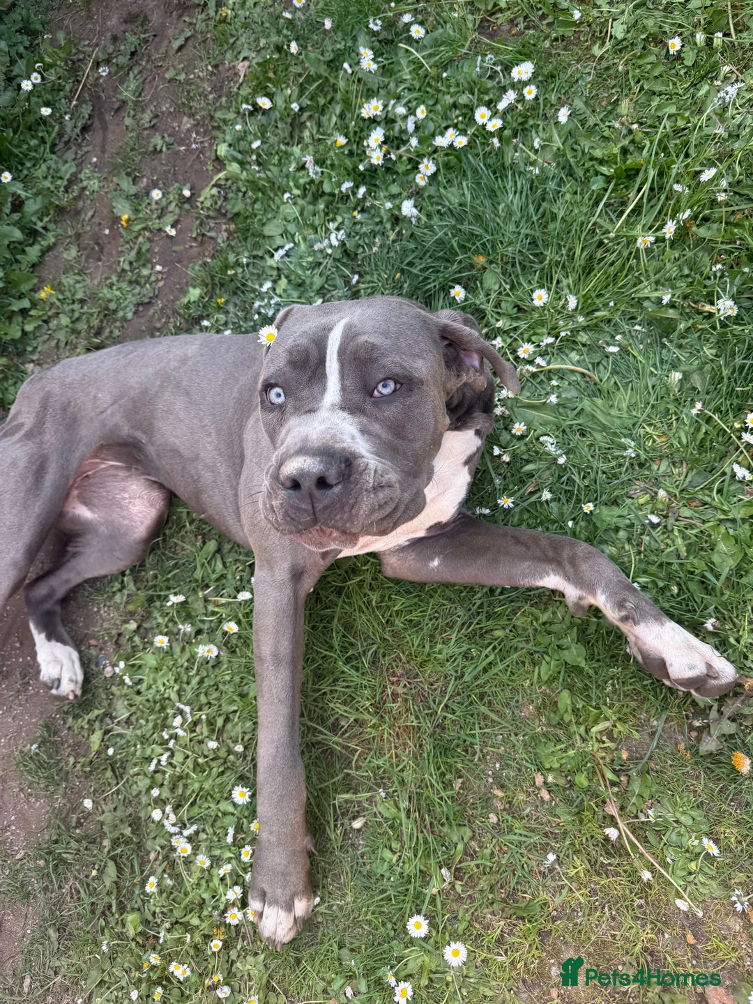 Cane Corso dogs for sale: CANE CORSO CLIO - ******  - Image 1