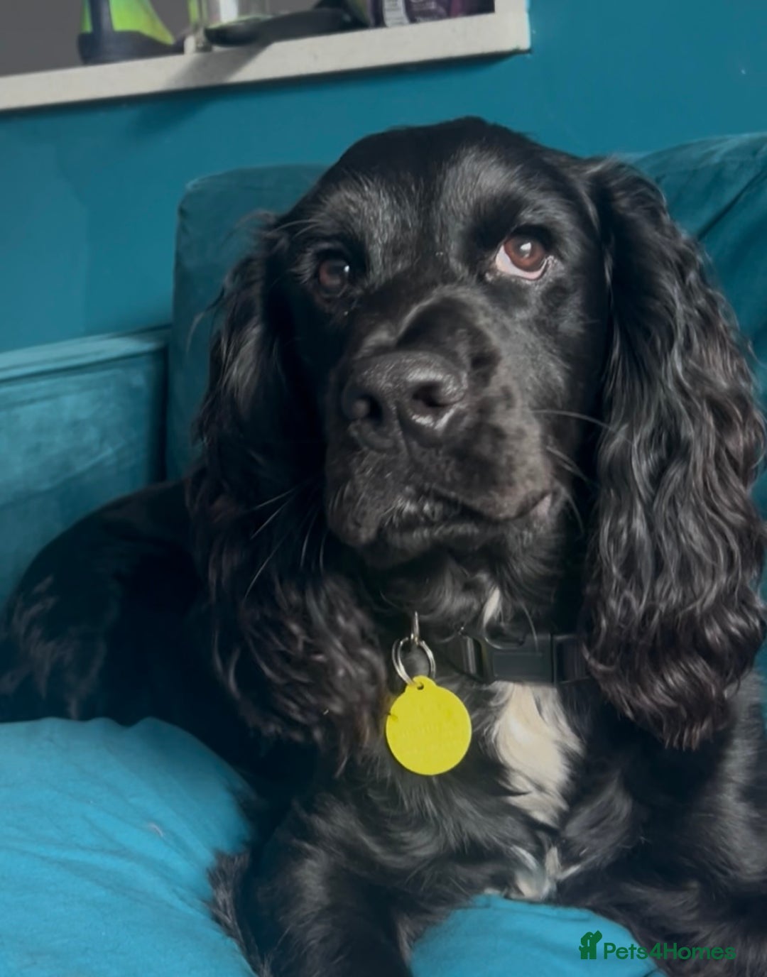 Cocker Spaniel dogs for sale: Male Working cocker spaniel age 1 - Advert 1