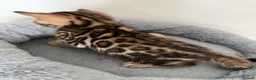 Bengal cats for sale: Bengal Kitten Boy (TICA Registered) - Advert 5
