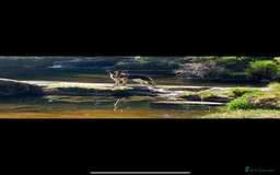 German Shepherd dogs for stud: Kc Reg fully health tested German Shepherd Stud  in Welshpool - Image 13